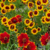 Coreopsis tinctoria (coreopsis anual) en internet