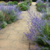 Perovskia atriplicifolia "Blue Spires" (salvia rusa) - tienda online