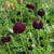 Scabiosa Chat Noir / Black Cat (escabiosa negra)