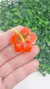 Hibisco - Apliques para Laços em Acrílicos - comprar online