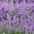Lavanda Desidratada na internet