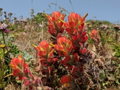 Banner de la categoría Proteína Vegetal 