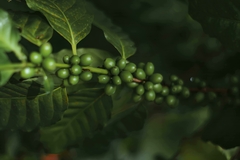 Banner de la categoría Mush Coffee