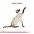 Royal Canin Siamese X 1,5 Kg - comprar online