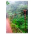 Imagem do Kit 2 Quadros Decorativos Floresta Tropical