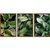 Kit 3 Quadros Decorativos Folhas na internet