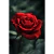 Quadro Decorativo 2 Telas Florais e Folhagens Rosas ao fundo preto sepia na internet