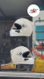 Casco gp6