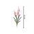 Orquídea Spider Beauty com Coat e Folhas - comprar online
