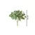 Lambari Forração Verde - comprar online