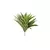 Dracena Verde e Amarela