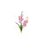 Orquídea Rosa
