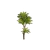 Dracena Real Toque Verde Creme