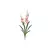 Orquídea Spider Beauty com Coat e Folhas