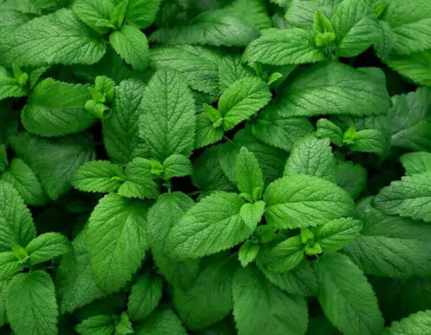 ESSÊNCIA HORTELÃ - 010038