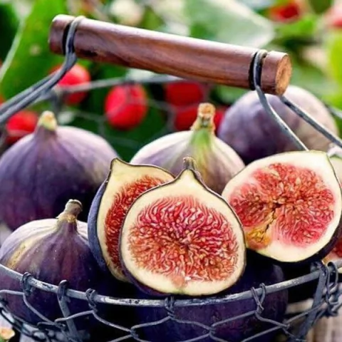 ESSÊNCIA SILVER FIGO AMBARADO LENV. - 380023