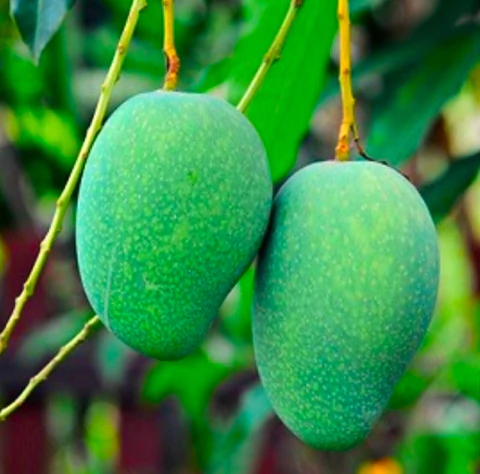 ESSÊNCIA MANGUE VERT ATK - 010105