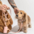 Collar Walking Kit ( Collar - Correa ) + Portabolsas de regalo - comprar online