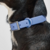 SHOX COLLAR™ Gato y Perro chico - Collar Antisuciedad y Anti olor en internet