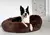 (OUTLET - SIN FUNDA) CAMA ORIGINAL COMFYBED™ - ANTI ANSIEDAD Y ESTRES - tienda online