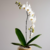 ORQUÍDEA BRANCA PHALAENOPSIS PLANTADA - comprar online