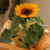 GIRASSOL PLANTADO