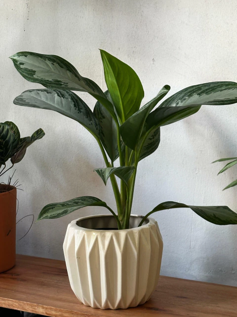 Planta interior Aglaonema Silver Queen - comprar online
