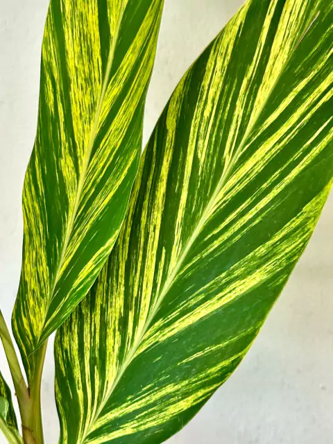 Planta exterior Alpinia Zerumbet - comprar online