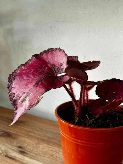 Planta interior Begonia Rex - comprar online