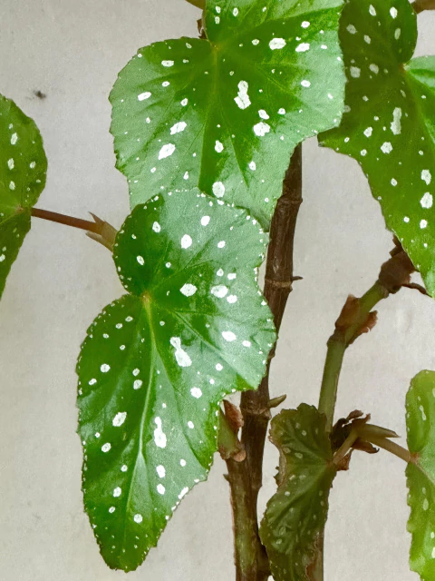 Planta interior Begonia Maculata - comprar online