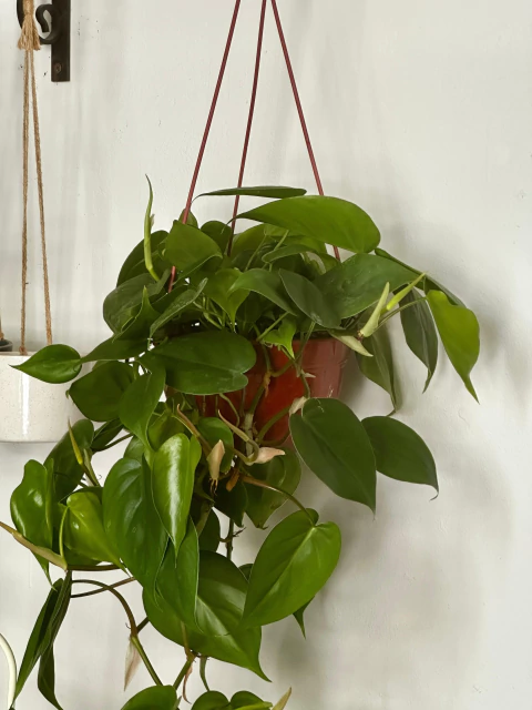 Planta interior Cordatum (grande) - comprar online