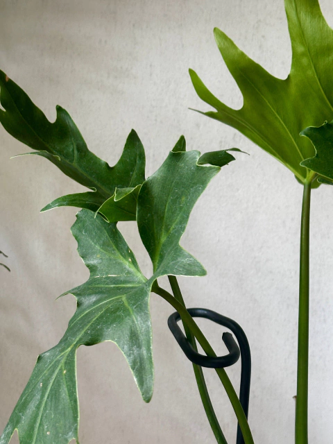 Planta interior Philodendron Wambe - comprar online