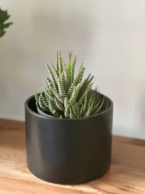 Planta interior Hawortia Fasciata