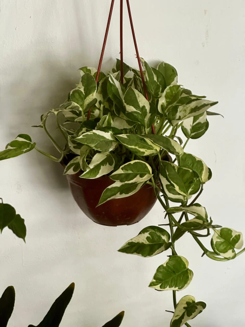 Planta interior Pothus Eio - comprar online