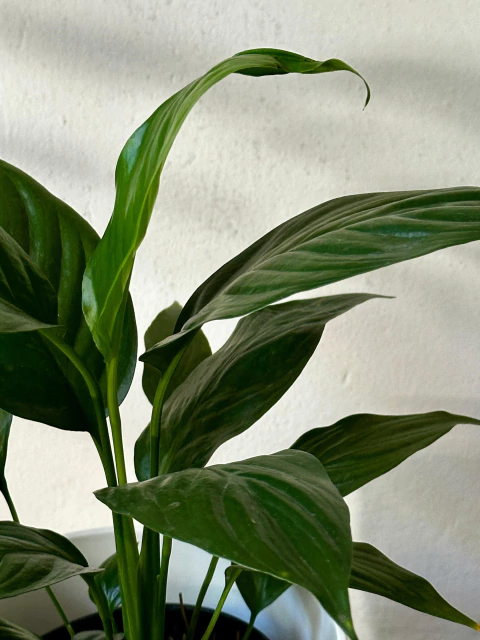 Planta interior Spathiphyllium Sensation - comprar online