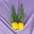 Tulipanes gigantes - comprar en línea