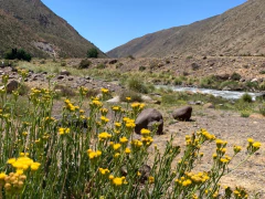 Las Leñas - comprar online