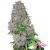 Purple Bud - Sensi Seeds (x3) foto/fem - comprar online