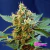 Cream Mandarine XL Auto® - comprar online