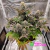 Buddha Gelato - Buddha seeds (x3) foto/fem - comprar online