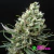 Ripper Haze - Ripper Seeds foto/fem (x3) - comprar online