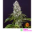 Tropicanna Banana - Barney´s Farm - comprar online