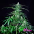 Royal AK - Royal Queen Seeds (x3) en internet