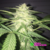 Mimosa Auto XL- The Kush Brothers (x3)