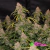 PSYCHEDELIC - Auto Aurora Indica (x3)