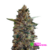 PSYCHEDELIC - Auto Candy Flip (x3)