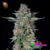PSYCHEDELIC - Auto Dos-Psy-Dos (x3)