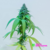 Conicet semilla Sativa MALVINA en internet