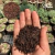 Substrato Casca de Arroz Carbonizado - comprar online
