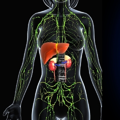 TRITOX HRL (Detox Hepático/Renal/Linfático) na internet